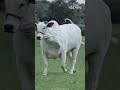 Why Wagyu Beef Cutting Requires Elite Chef Skills 🥩