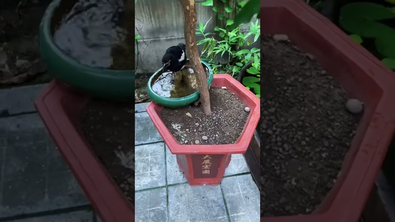 fishery Colorful Angelfish Colorful God Fame fish Goldfish 