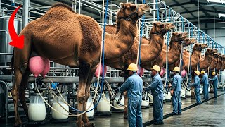 Mega Camel Factory From Desert to Bottle (Advanced Technology | inside factory process