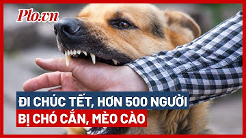 Hơn 500 người bị chó cắn, mèo cào phải tiêm phòng dại dịp Tết - PLO