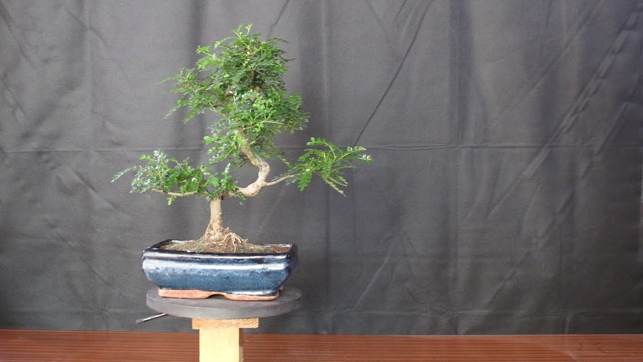 Zanthoxylum Piperitum