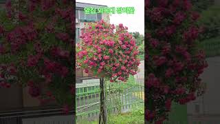 앞집 외목대 장미꽃🌸🌸 구경하실께요#외목대 #덩쿨장미#장미꽃