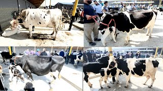 Chirchiq Optim Mol bozori zur buldi bozor.