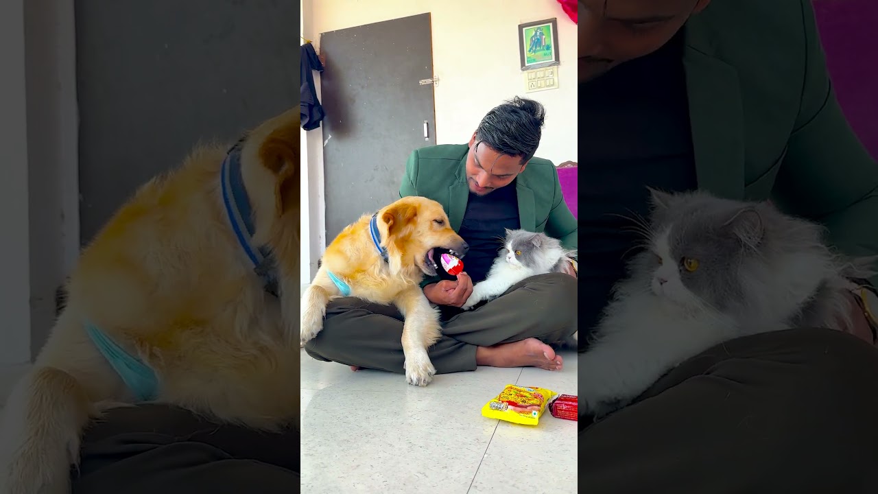 बार-बार मेरी बिल्ली मेरे डॉग पर गुस्सा क्यों होती है😱 #funnydogs #shorts