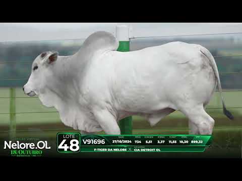 LOTE 48
