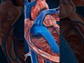 👉 "Inside Your Heart ❤️ | The Secret Blood Flow Explained (Part 1)"