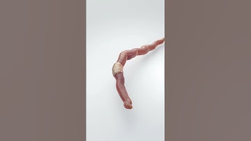 Realistic Earthworm Animation! Made with Blender Geometry Nodes Creature Setup #blender3d