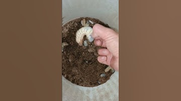 mồi câu Cá lăng, cá vồ đém , cá tra là đây.