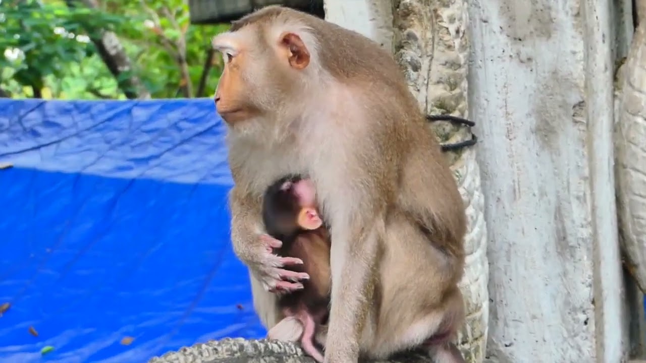 Mama Brandy tries to take care little baby Brody and good action of mother