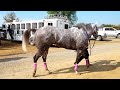 Carreras de caballos/EL MEXICANO VS EL PAJARO AZUL