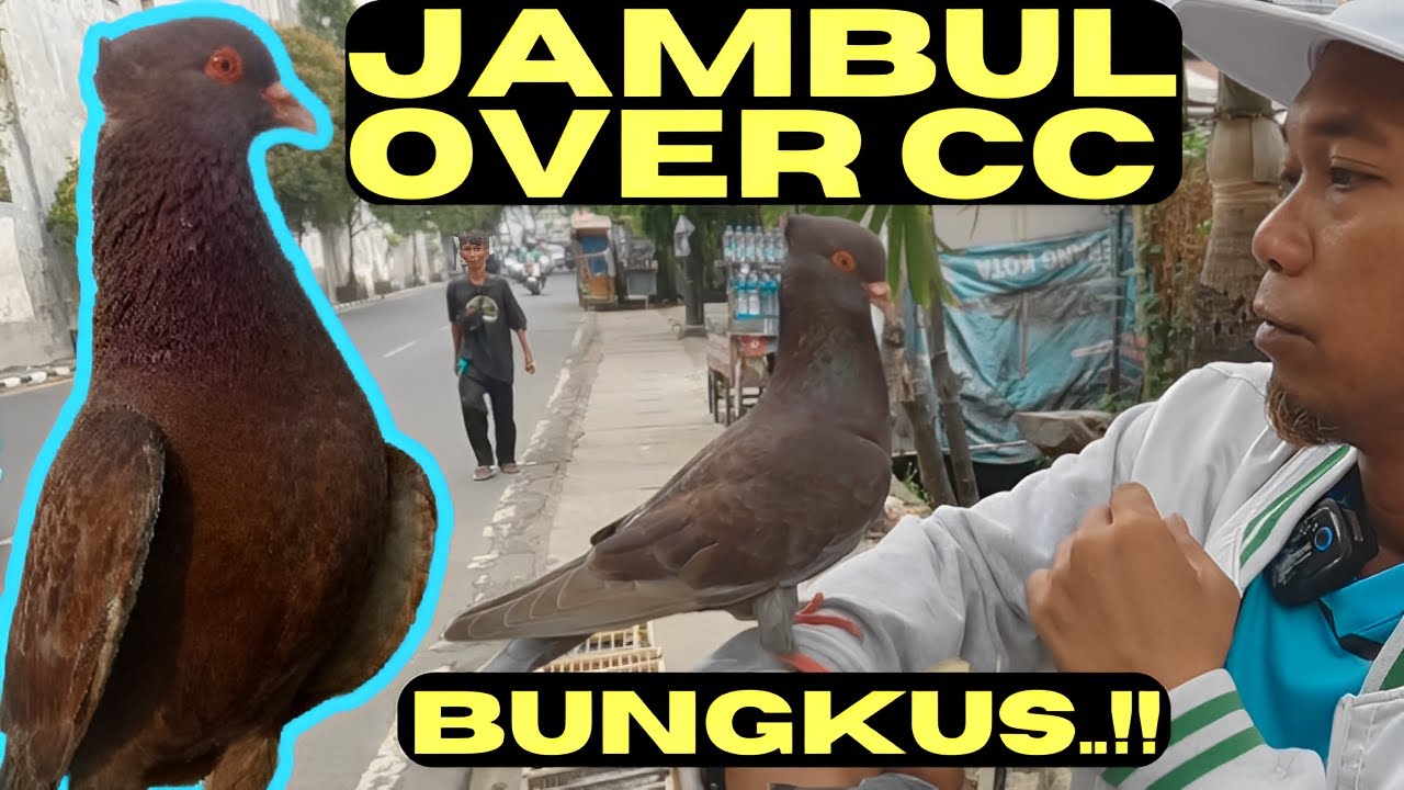 Nemu Merpati Bagus  Harga 150ribu di Pedagang Merpati Terminal Cimone Tangerang