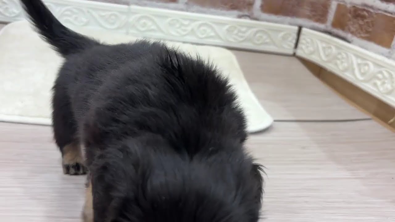 犬の家＆猫の里桑名店】No.206703 チワックスくん - YouTube