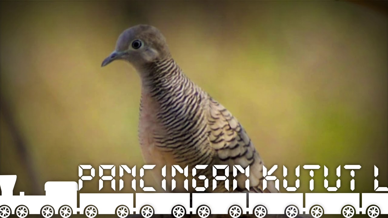 Suara burung perkut 