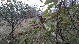 Slow motion dog attack!
