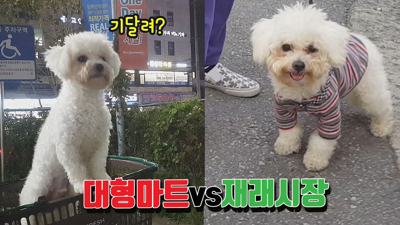 대형마트Vs재래시장]에서 강아지반응///비숑은 어느곳을 더 좋아할까요?#Bichon Frise - Youtube
