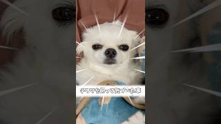 カメラ向けると目線を外されます#チワワ #あるある