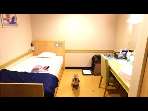 初めてのフェリー乗り継ぎの旅！個室＋雑魚寝部屋で過ごす17時間の船旅｜豆柴犬と大阪～愛媛～大分へ｜オレンジフェリー｜Japanese ferry trip