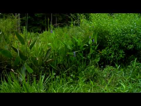 Natural Wonders with Jeanne Jones - Wetland Plants