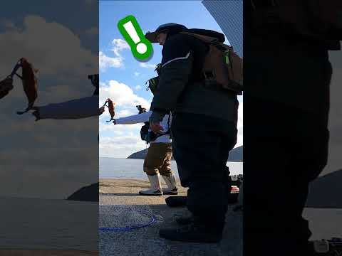 泳がせ釣りで大物2連発！ #shorts