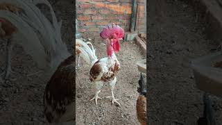Aseel Cross Rooster Desi Murga Murgi