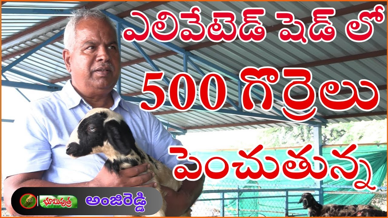 స్వయంగా చూసుకోకుంటే గొర్రెల ఫామ్ పెట్టొద్దు | sheep farm | BHOOMIPUTHRA TELUGU