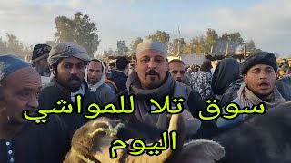 أسعار الجاموس الوالد اليوم من داخل سوق تلا للمواشي بتاريخ/11/2