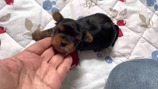 5月10日生まれヨークシャーテリア仔犬次男君