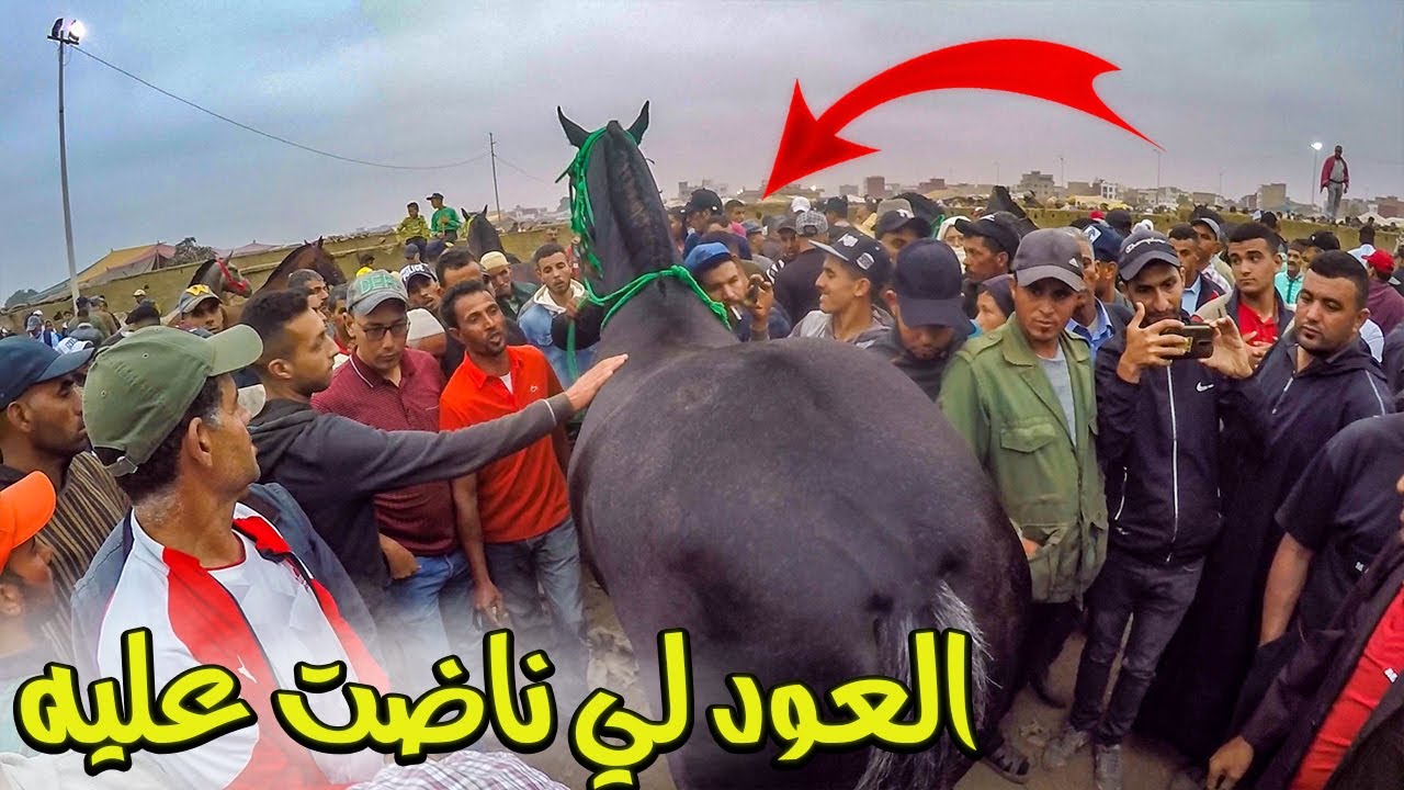 العود لي ناضت عليه ضجة _  طيب دردور اليوم دار مفاجئة لسوق تباع لكساب ب 5 ملايين ونصف