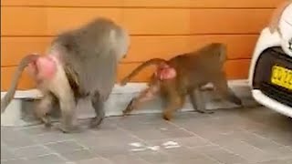 精管切除の手術からヒヒが逃走　シドニーの通行人呆然