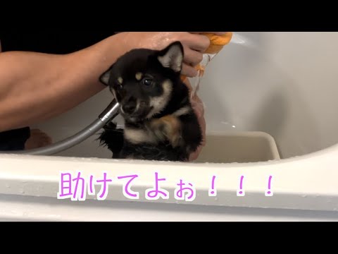初めてのお風呂に挑戦する豆柴の女の子ささみちゃん