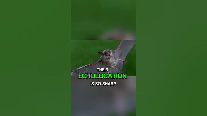 The Mammal with a Built in GPS – Bat Echolocation Animal Facts