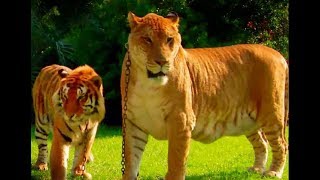 20 Bizarre Hybrid Animal That Actually Exist 20 Bizarre Hybrid Animal That Actually Exist