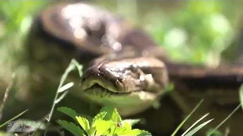 The Python Invasion Project:  Ruben Ramirez