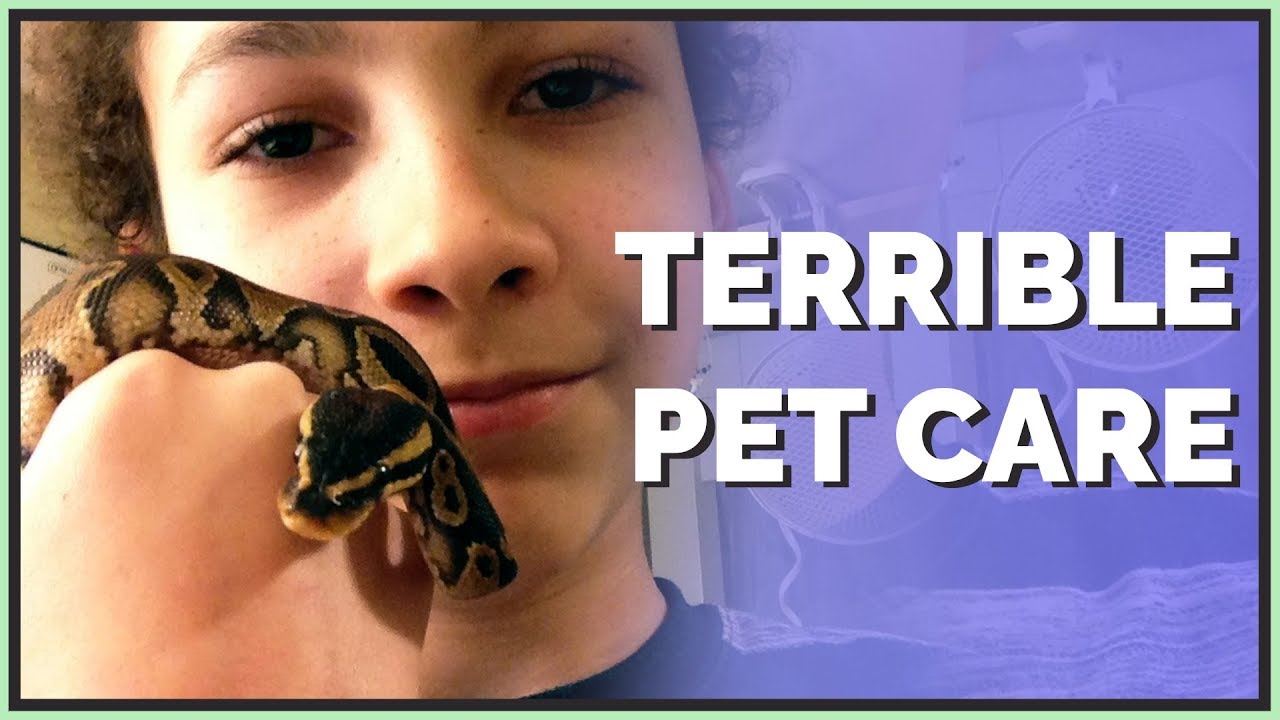 ball python setup snake discovery My Terrible Ball Python Care