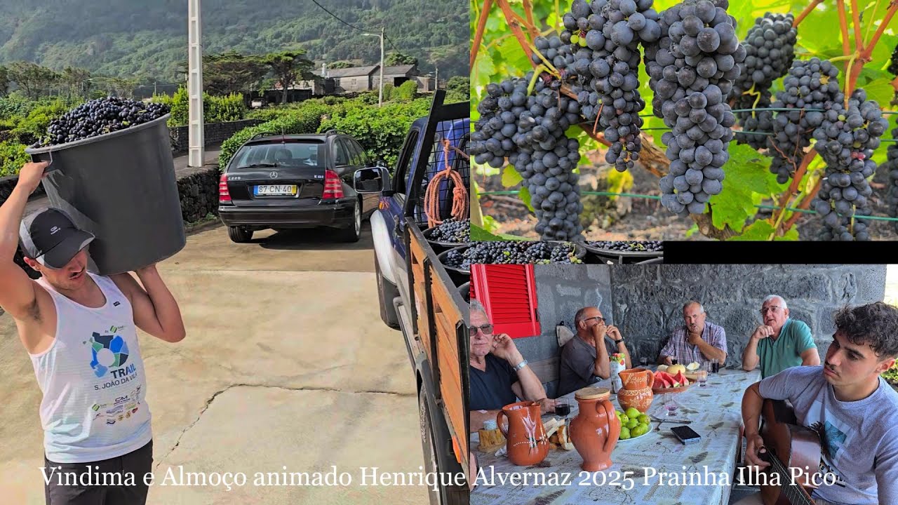 Vindima e Almoço animado Henrique Alvernaz 2025 Prainha Ilha Pico