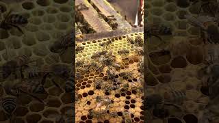 Keep the Strongest Queen Cell 👑🐝 | Hive Management Tip