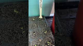 Vegetable Gardening Day 3