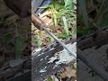 sharpening sharp chain links
