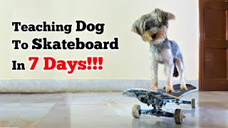 How to Teach Dog To Skateboard In 7 Days! by Woof Gang 5,251 views 3 years ago 9 minutes, 27 seconds