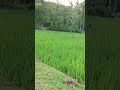 কুকুর কিভাবে ইন্দুর খুজতেছে🤣🤣🤓