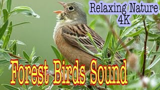 Life Changing Quotes|Relaxing Nature Sound|Birds Sound|Whatsapp Status Ringtone|Free Copyright Sound screenshot 4