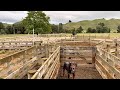 We Weaned 15 Days Early