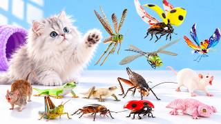 CAT Games | Ultimate 3D CAT TV Vol 52 | Best Videos for Cats to Watch | 8 HOURS 😻 4K60FPS
