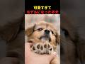 可愛すぎてモデルになった子犬