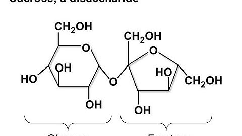 CSS- General Science and Ability- Food Science- Carbohydrates (Part 2)