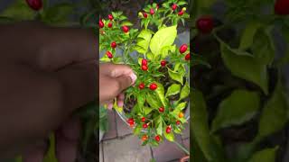Wiri Wiri peppers are used in Caribbean meals and are super spicy -add amazing flavor to your dishes
