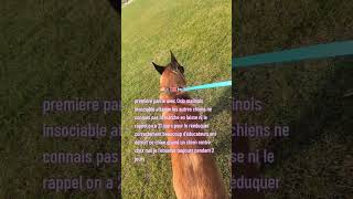 malinois Oslo 21 jours pour le sauver
