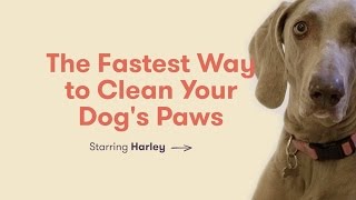 Humans get their hands dirty, dogs their...you know. before they go
and jump on the furniture, we show you fastest way to clean paws.
celebrate wit...