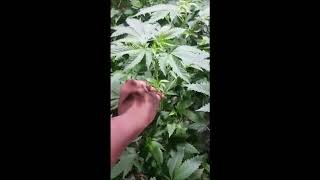 Cannabis Chronicles Leave the Trees