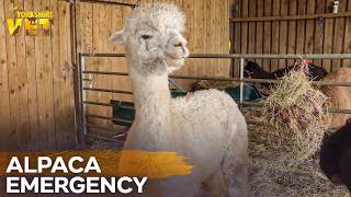 A Lump in the Alpaca’s Mouth | The Yorkshire Vet
